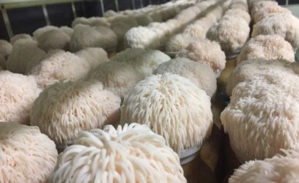 Lion's mane mushrooms growing in greenhouse. Image, UQ